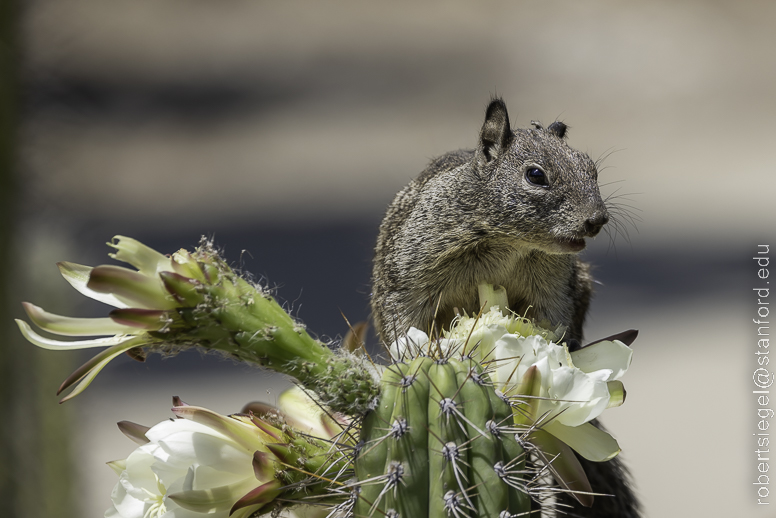 arizona garden